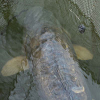 Korda Zig Kit Bundle